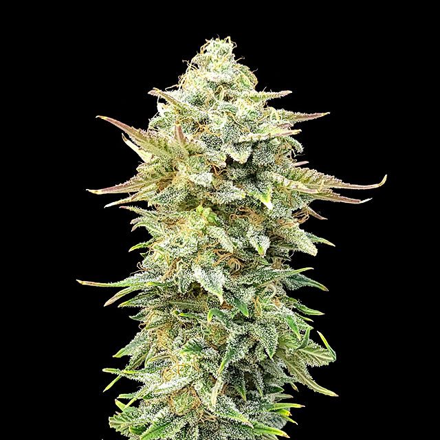 Pineapple Dream - Cannabissorte