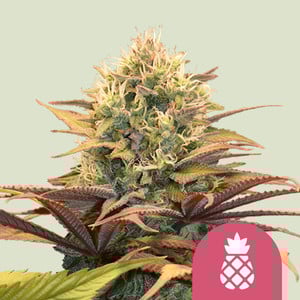 Pineapple Kush - Cannabissorte