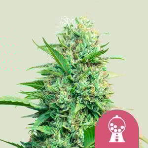 Pink Runtz - Cannabissorte