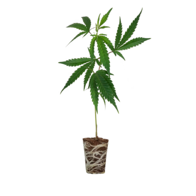 Platinum Chunck Cookies Steckling - 1 Steckling - Lucky Hemp