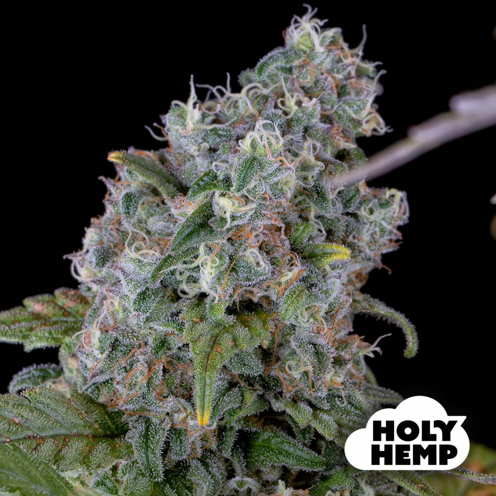 Purple Amnesia - House of Seeds