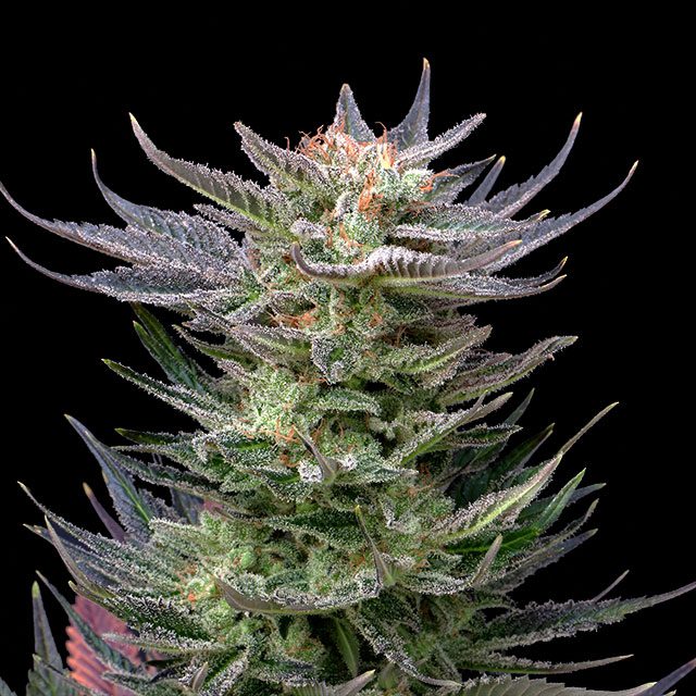 Purple Dream - Cannabissorte