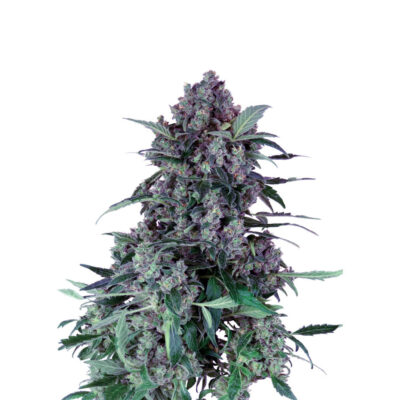 Purple Haze 040 Cannabis Samen - Extra Strong - Feminisierte Autoflowering Samen - CBD 040