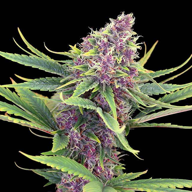 Purple Kush Starship - Cannabissorte