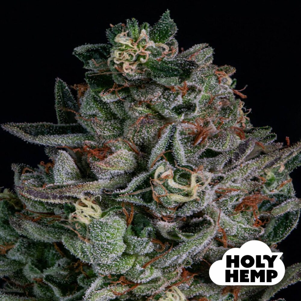 Purple Milkshake - House of Seeds