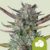 Purple Punch - Cannabissorte