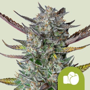 Purple Punch - Cannabissorte