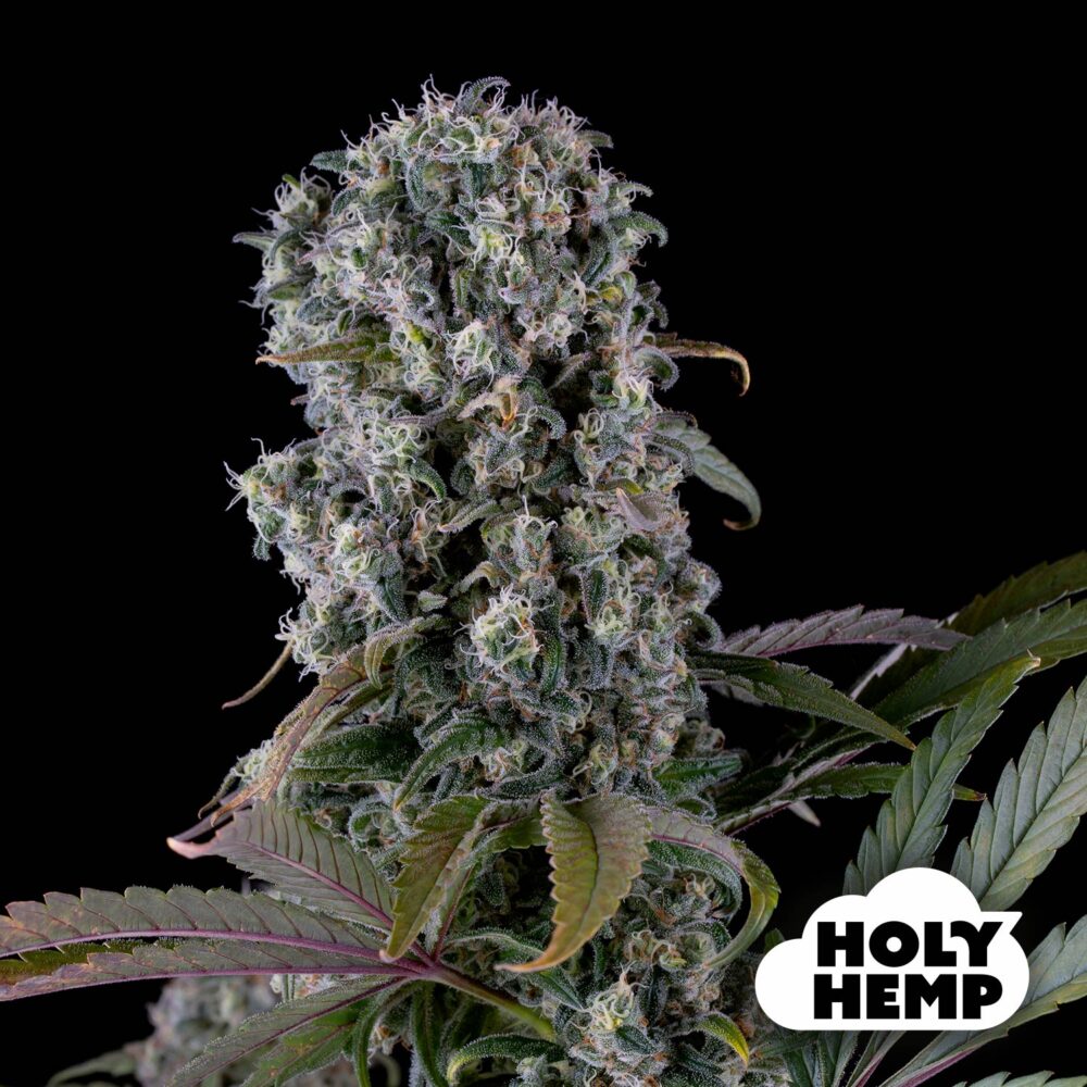 Purple Punch - House of Seeds