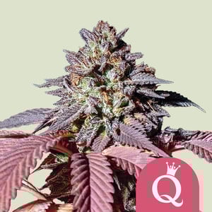 Purple Queen - Cannabissorte