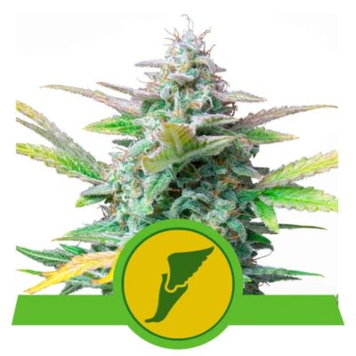 Quick One - Autoflowering - Hanfgarten
