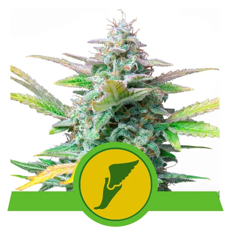 Quick One - Autoflowering - Hanfgarten
