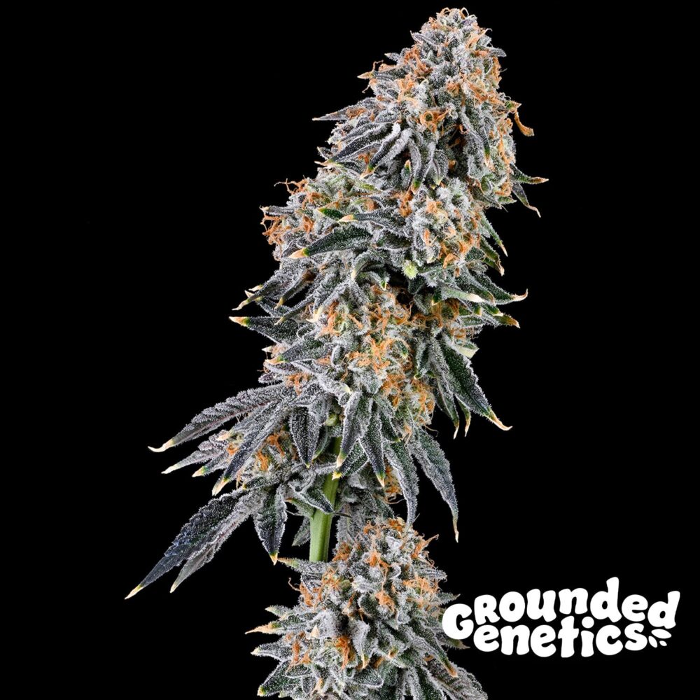 Rainbow Fuel - House of Seeds