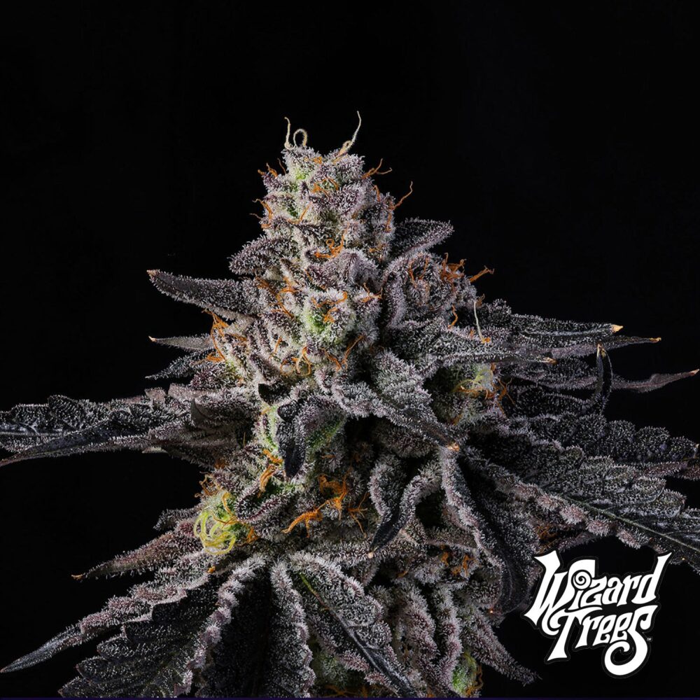 Rainbow Gelato - House of Seeds
