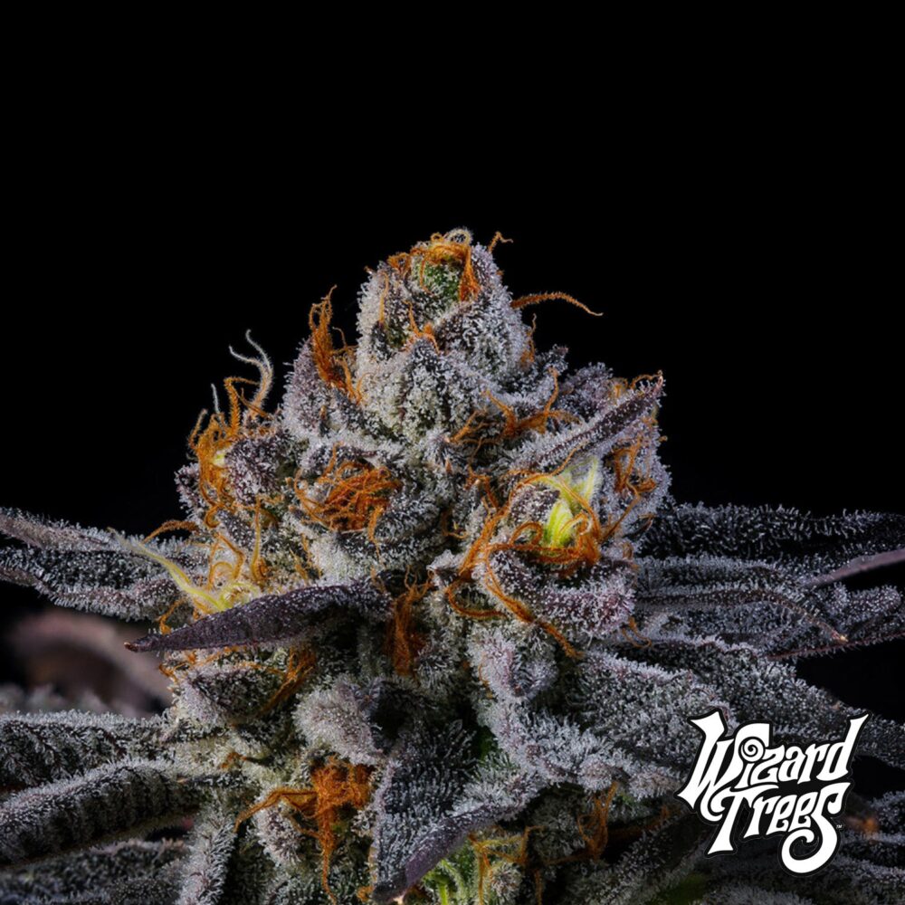 Rainbow Runtz - House of Seeds
