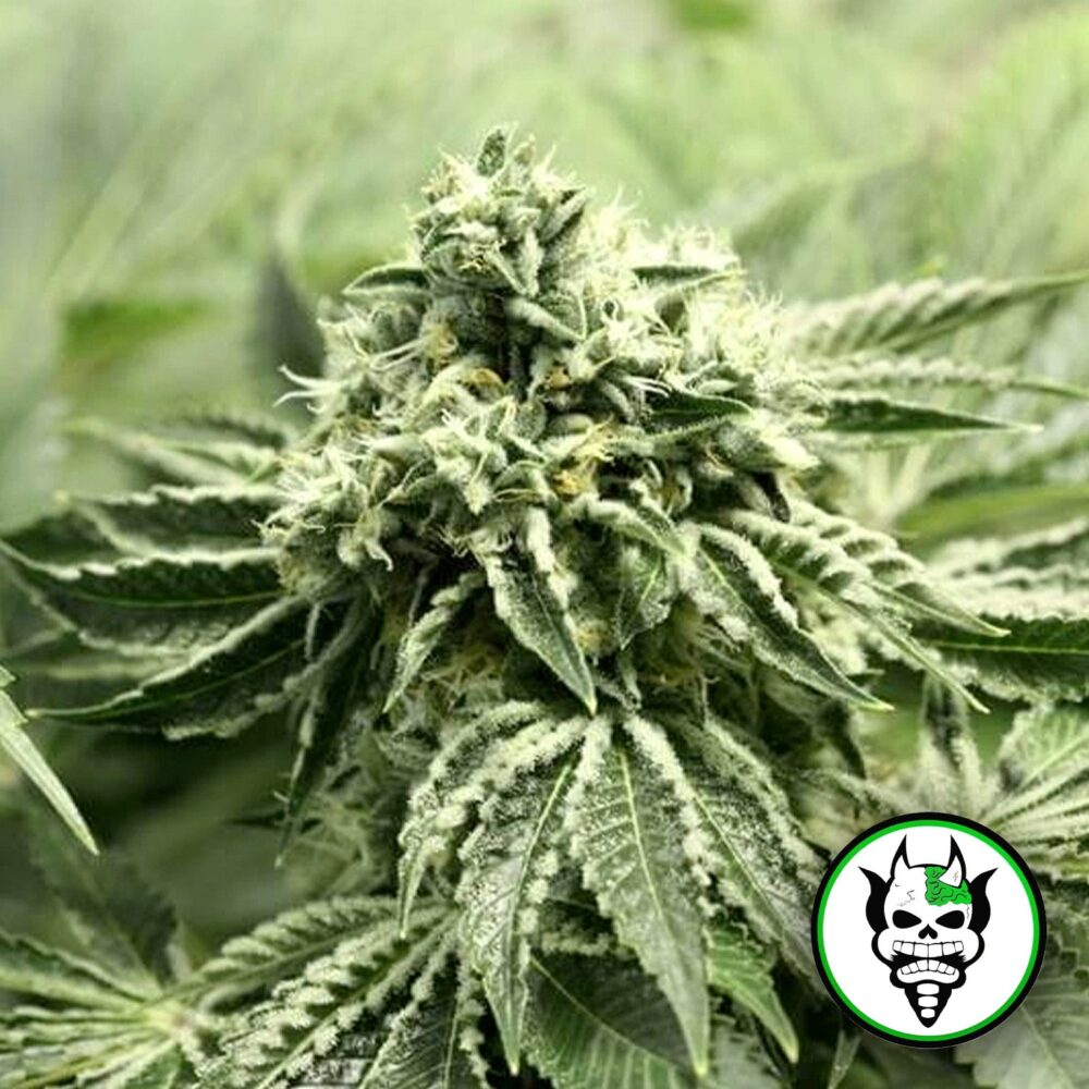 Rollex OG Kush - House of Seeds