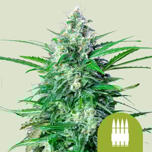 Royal AK Auto - Royal Queen Seeds