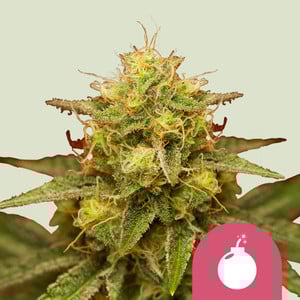 Black Domina - Cannabissorte