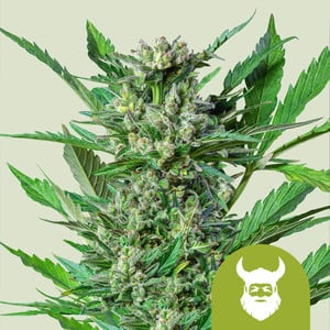Royal Dwarf - Cannabissorte