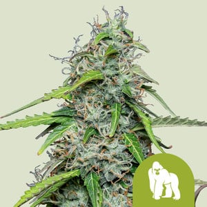 Royal Gorilla Auto - Royal Queen Seeds