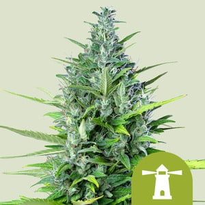 Royal Haze - Cannabissorte