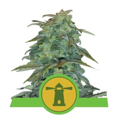 Royal Haze - Autoflowering - Hanfgarten