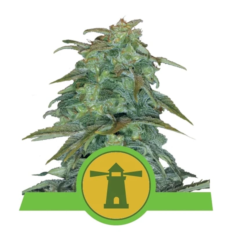 Royal Haze - Autoflowering - Hanfgarten