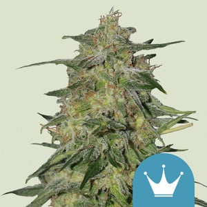 Royal Highness - Cannabissorte
