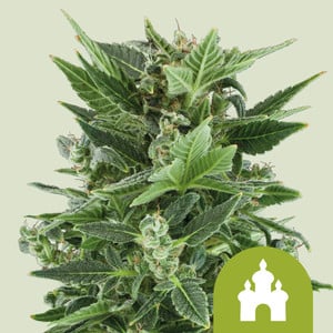 Royal Kush - Cannabissorte