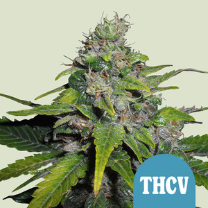 Royal THCV - Royal Queen Seeds