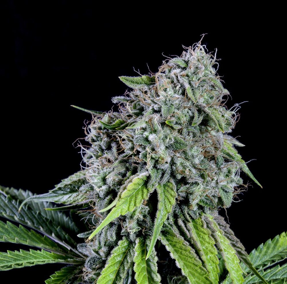 Rainbow Sherbet - Cannabissorte