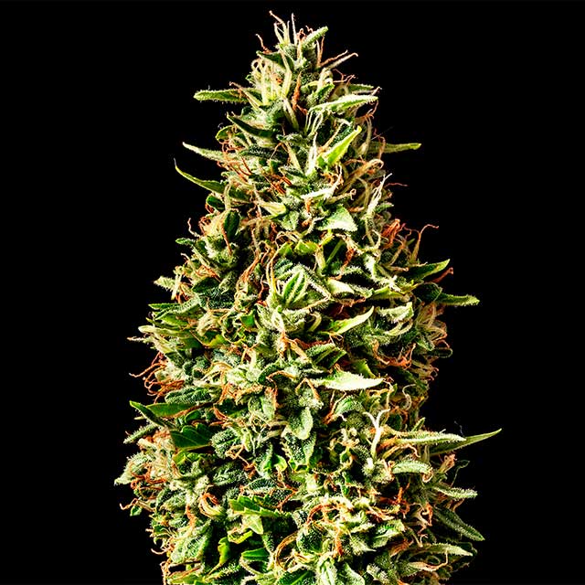 Runtz 33 - Cannabissorte