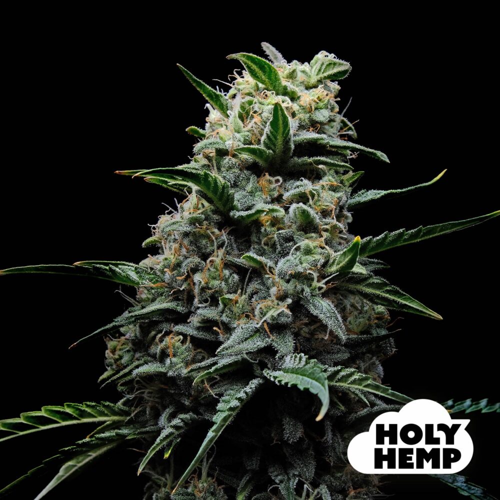 Runtz XL - House of Seeds