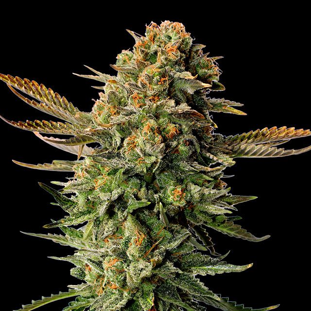 Russian Doll - Cannabissorte