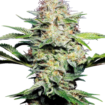 Sensi Skunk 040 Cannabis Samen - Indica & Autoflowering - CBD 040