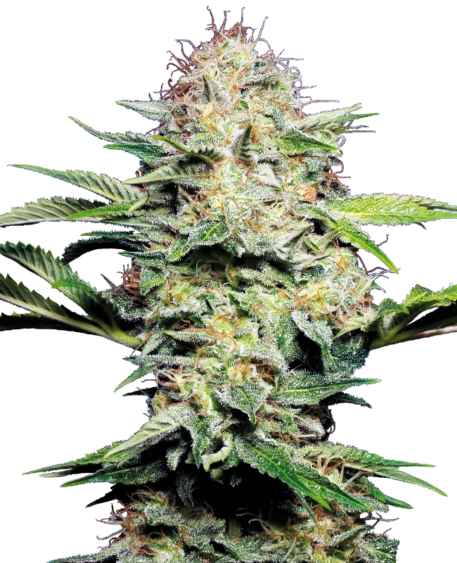 Sensi Skunk 040 Cannabis Samen - Indica & Autoflowering - CBD 040