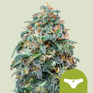 Sherbet Queen Auto - Royal Queen Seeds