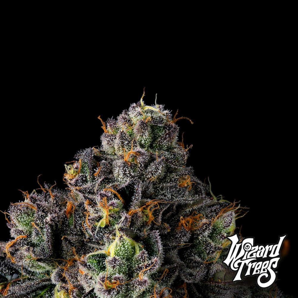 Sherbz - House of Seeds
