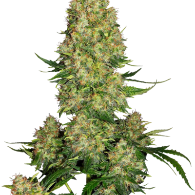 Skunk #1 Autoflowering Cannabis Samen - CBD 040