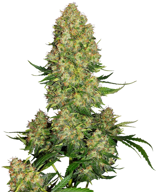 Skunk #1 Autoflowering Cannabis Samen - CBD 040