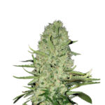 Sour Diesel 040 Cannabis Samen