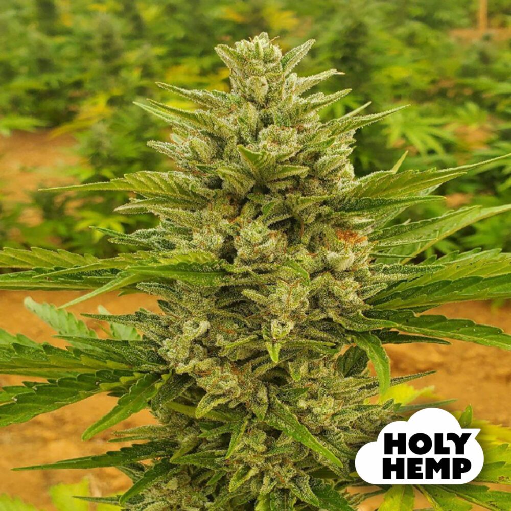 Sour Diesel - House of Seeds