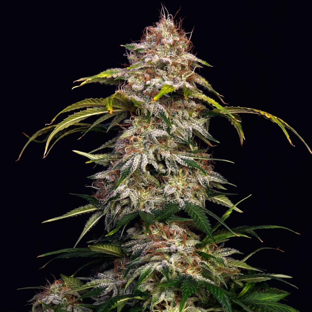 Sour Diesel - Cannabissorte
