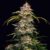 Sour Diesel - Cannabissorte