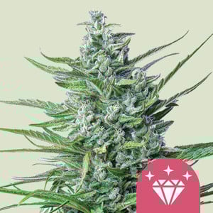 Special Kush #1 - Cannabissorte