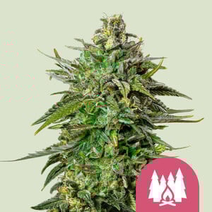 Special Queen  Auto - Royal Queen Seeds