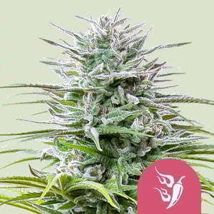 Speedy Chile Fast Flowering - Royal Queen Seeds