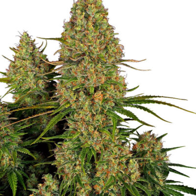 Sticky Orange Bud 040 Cannabis Samen – Autoflowering - Indica - CBD 040