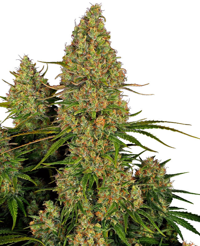 Sticky Orange Bud 040 Cannabis Samen – Autoflowering - Indica - CBD 040