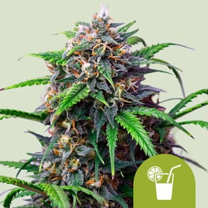 Strawberry Cough - Cannabissorte