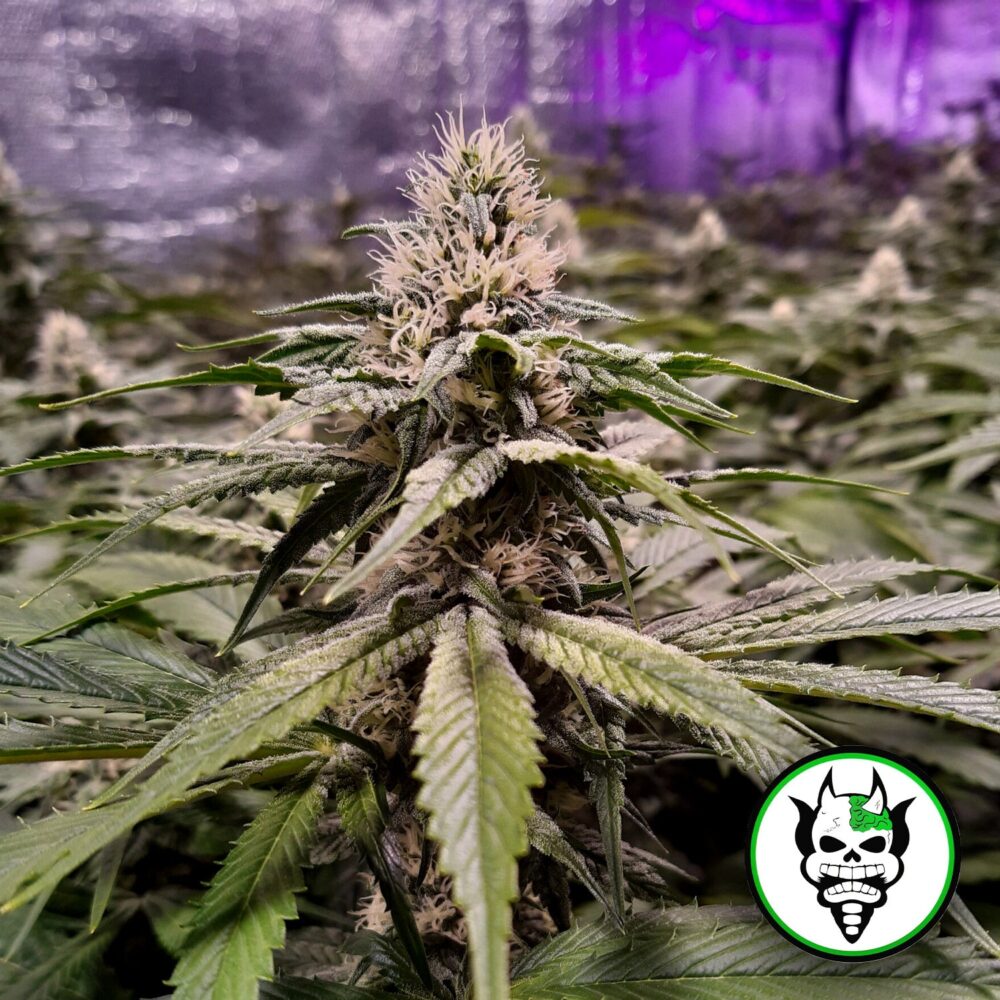 Strawberry Sour Diesel - House of Seeds